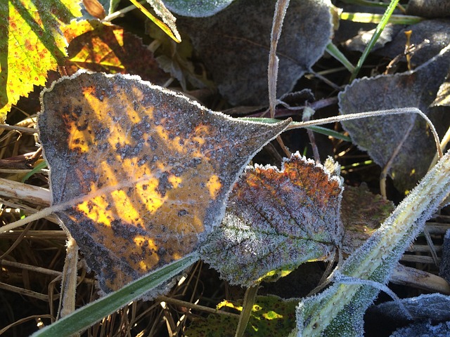 Free Leaf Frost photo and picture