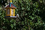 bird feeder, bird, backyard