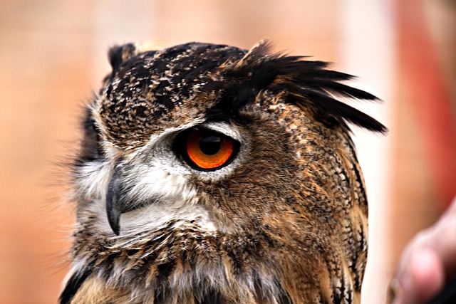 Free Owl Feather photo and picture
