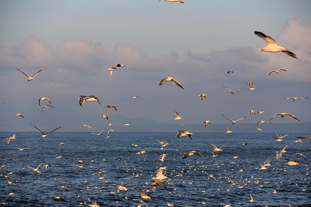 Free Iturup Kuriles photo and picture