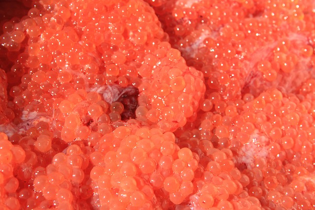 Free Caviar Red Caviar photo and picture