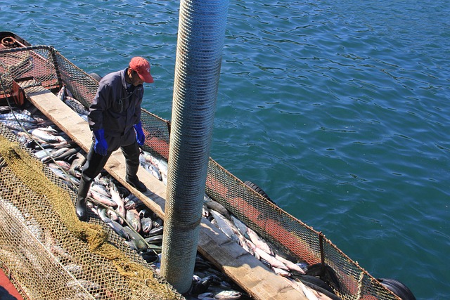 Free Fish Fishing photo and picture