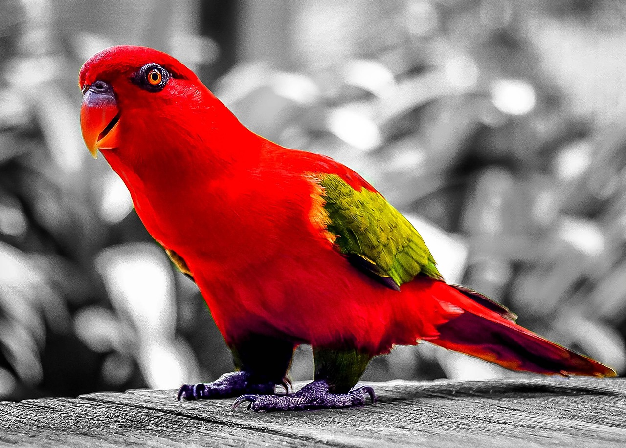 Parrot Red Bird Free photo on Pixabay Pixabay