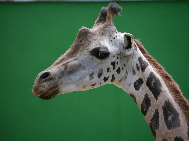 Free Giraffe Zoo photo and picture