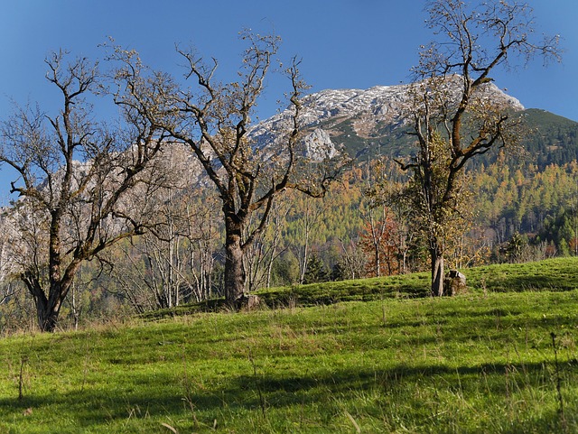 Free Fall Nature photo and picture