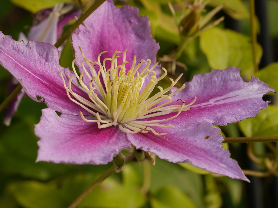 花 开花 花粉 - Pixabay上的免费照片 - Pixabay
