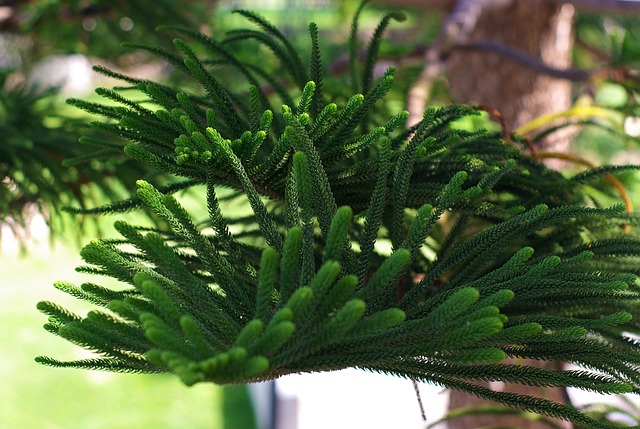 Free Tree Needles photo and picture