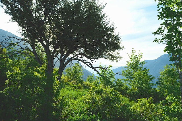 Utah, Verde, Pasar Por Alto, Paisaje