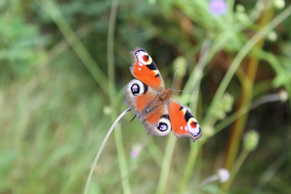  Foto zu Schmetterling Natur Makro - Kostenloses Foto auf Pixabay 