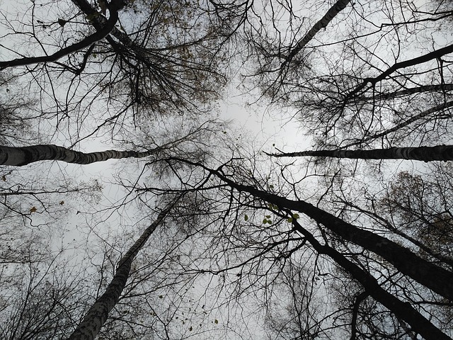 Free Autumn Trees photo and picture