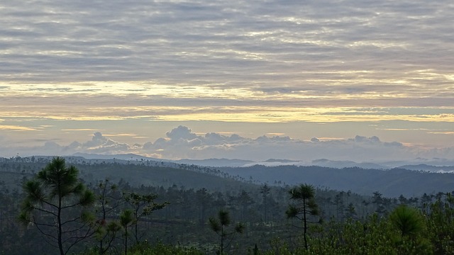 Free Mountain Pine photo and picture
