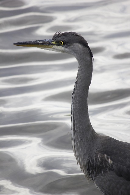 Garza, Pájaro, Plata, Gris