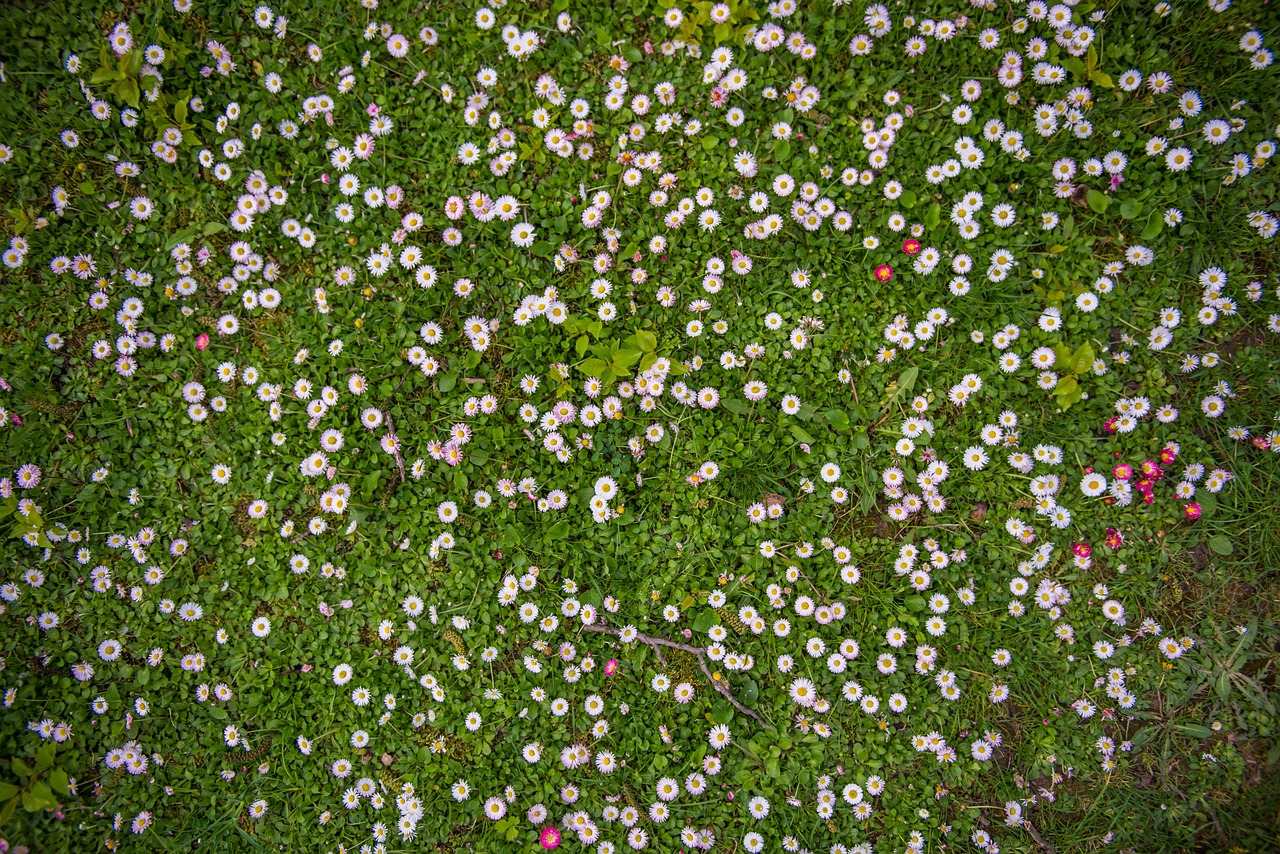 Flor Campo Relva Foto Gratuita No Pixabay Pixabay flor-campo-relva-foto-gratuita-no-pixabay-pixabay