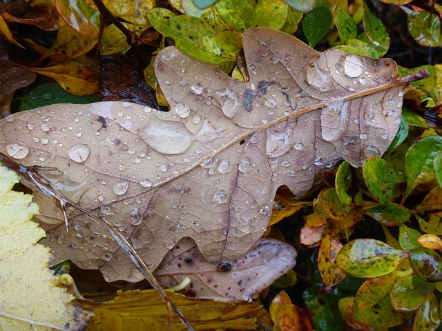 Free Leaf Nature photo and picture