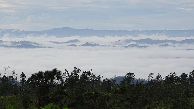 Free Mountain Pine photo and picture