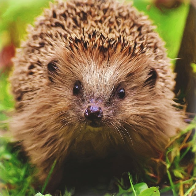 Plus de 300 illustrations gratuites de Herisson et de Hérisson - Pixabay