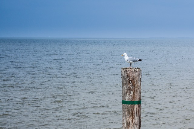Free Water Sea photo and picture