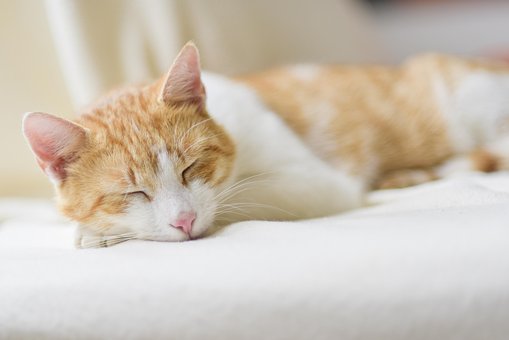 Free Cat Sleep photo and picture
