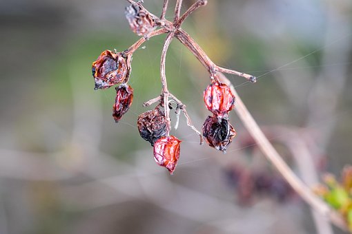 Free Web Rose Hip photo and picture