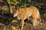 dingo, dog, fur