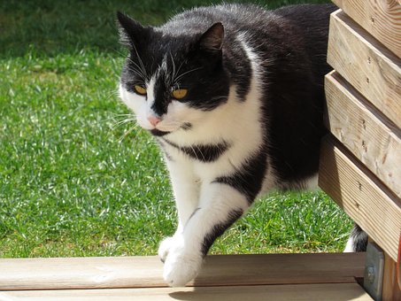 Free Cat Pet photo and picture