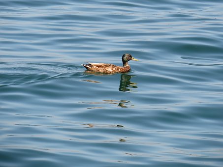 Free Duck Nature photo and picture