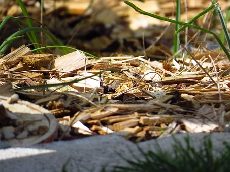 Free Macro Wood photo and picture