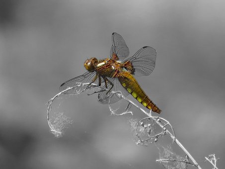 Free Dragon-Fly Black-And-White photo and picture