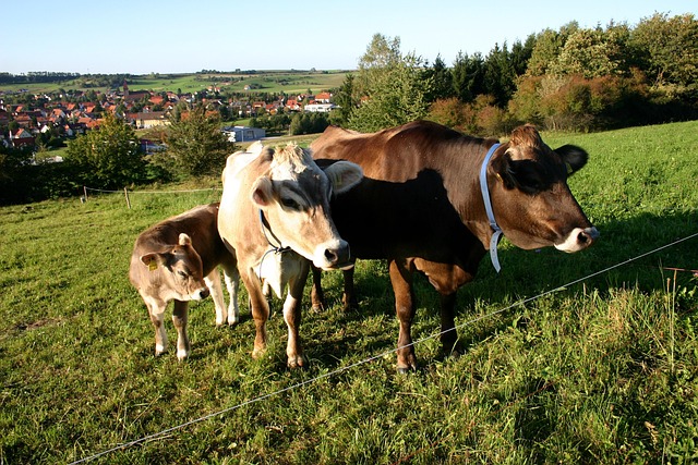 Vacas, Pastar, Paisaje, Pueblo, Ganado