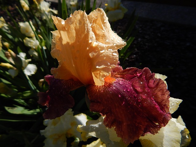 Free Flower Iris photo and picture