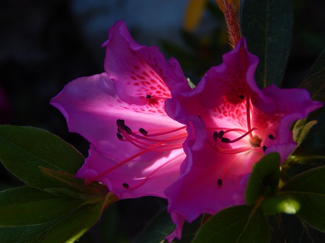 Free Azalea Flower photo and picture