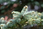 christmas tree, winter, christmas