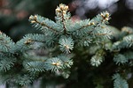 christmas tree, winter, christmas