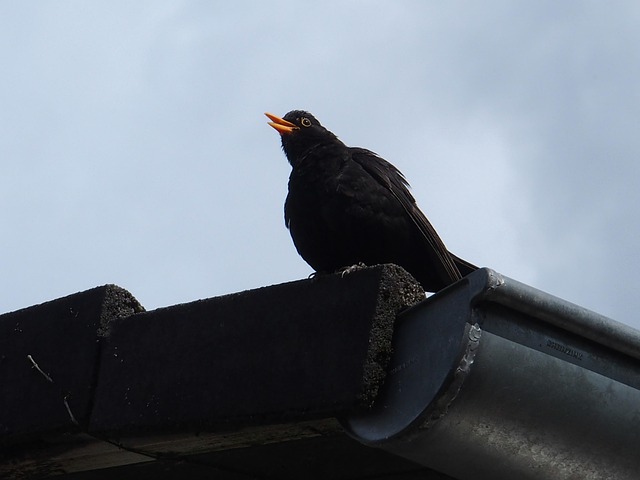 Free Blackbird Whistles From Roof photo and picture