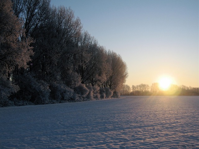 Free Forest Winter photo and picture