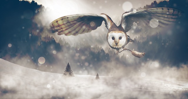 Free owl to hunt mouse illustration