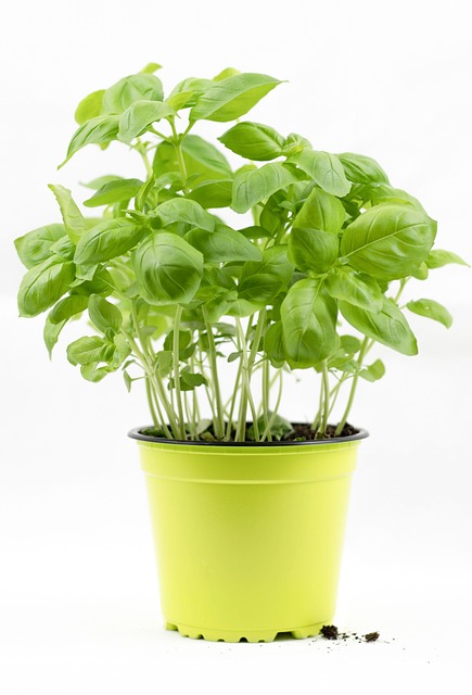 Free Basil Basil Bush photo and picture
