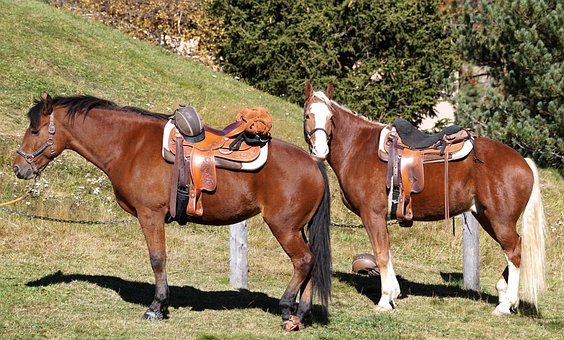 Caballos, Sillín, Paseo, Salto, Mane
