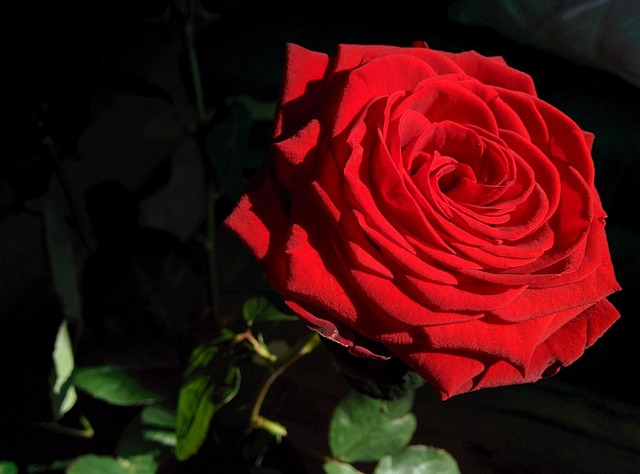 Free Rose Flower photo and picture