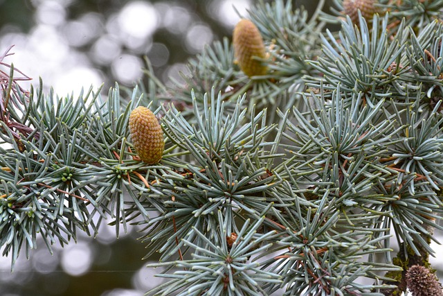 Tanne, Kegel, Tannenzapfen, Baum, Zweig