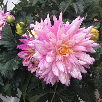 Rosa, Blume, Blütenblatt, Garten