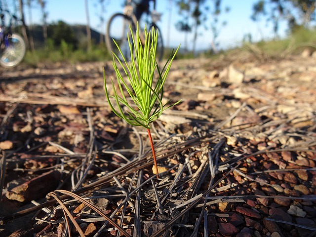 Free Sapling Pine photo and picture