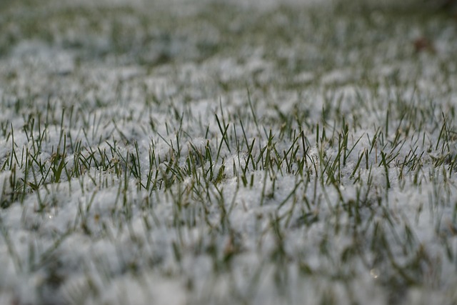 Free Winter Grass photo and picture