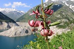 turk's cap lily, lily, flower