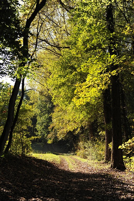 Camino Forestal, Caminata, Bosque