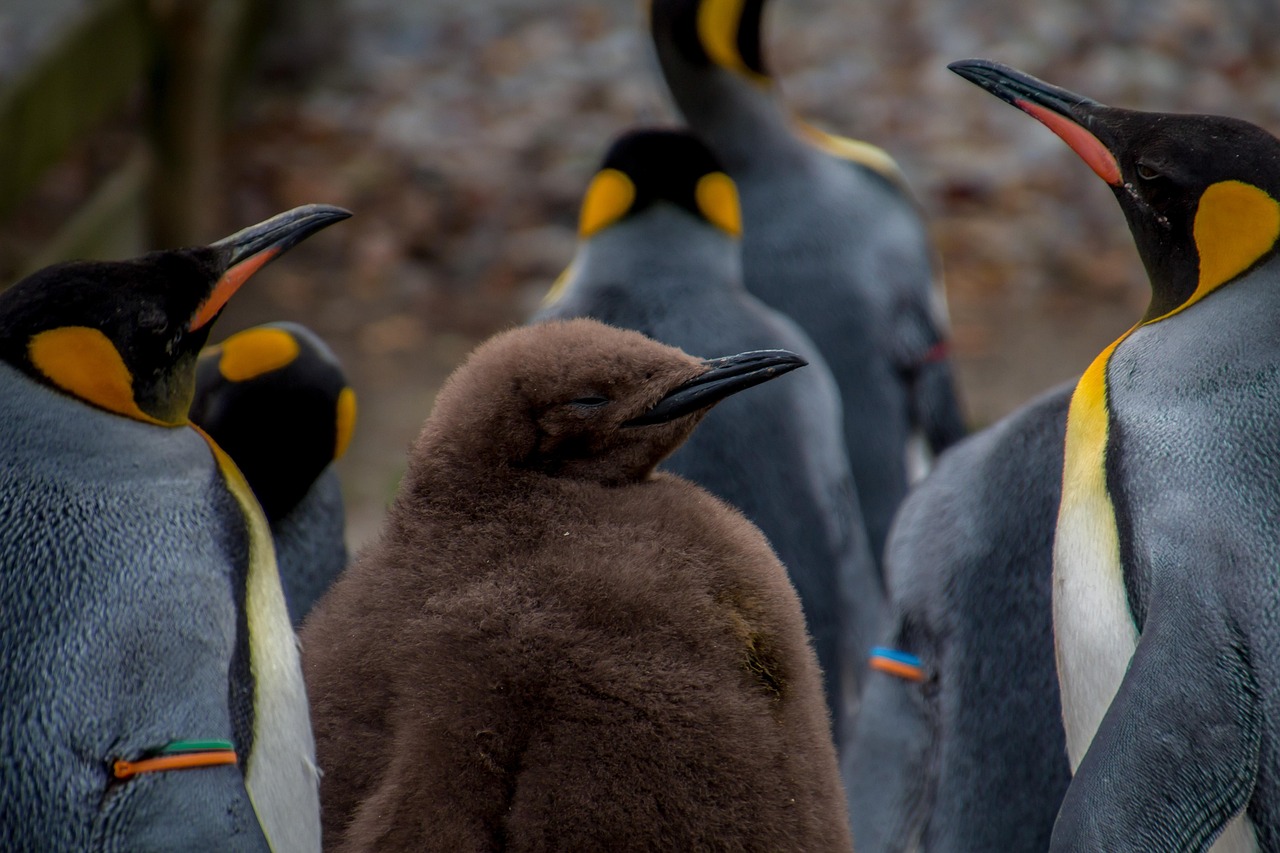 ペンギン 皇帝ペンギン ピングー Pixabayの無料写真 ペンギン 皇帝ペンギン ピングー Pixabayの無料写真