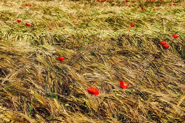 Natur, Weizen, Feld, Landwirtschaft