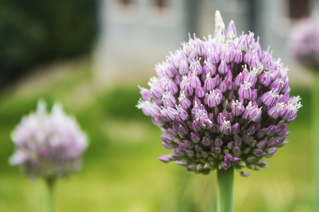 Flores Flora Botão - Foto gratuita no Pixabay - Pixabay