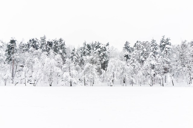 Vinter, Sne, Nord, Hvid, Natur, Miljø