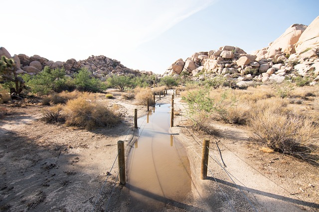 Joshuatree, Natur, Usa, Pyt, Kalifornia